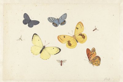 Studieark med fem sommerfugler, en veps og to fluer Ark med fem sommerfugler, en veps og to fluer av Pieter Withoos