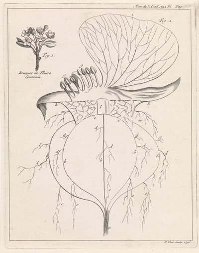 Tverrsnitt av en blomst av Pieter Yver