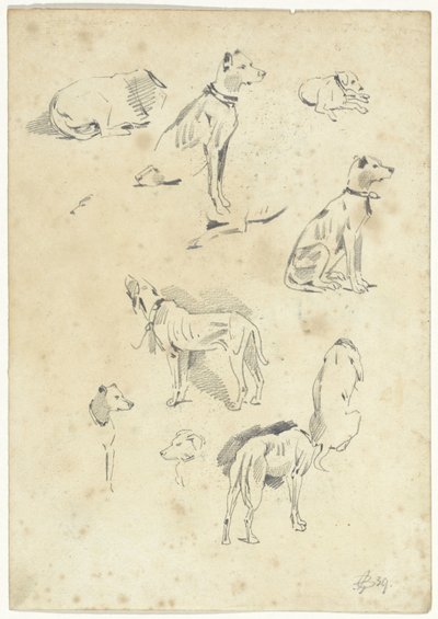 Studier av hunder av Pieter van Loon