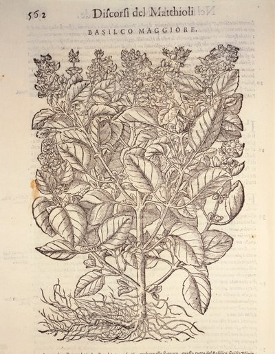 Basilikum (ocymum basilicum), gravering av Pier Andrea Mattioli av Pietro Andrea Mattioli