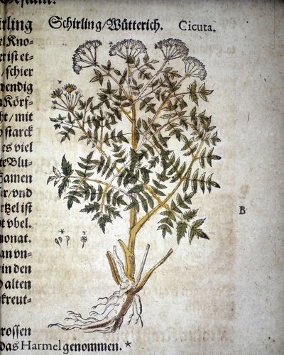 Hemlock - I Mattioli-herbariet. av Pietro Andrea Mattioli