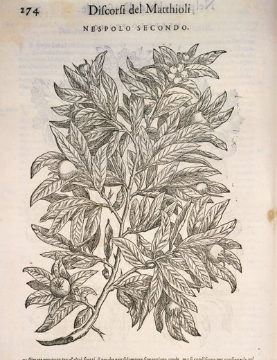 Vanlig mispel (Mespilus germanica), gravering av Pier Andrea Mattioli av Pietro Andrea Mattioli
