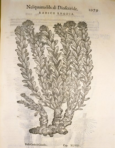 Golden Root eller Roseroot (Rhodiola rosea), gravering av Pier Andrea Mattioli av Pietro Andrea Mattioli