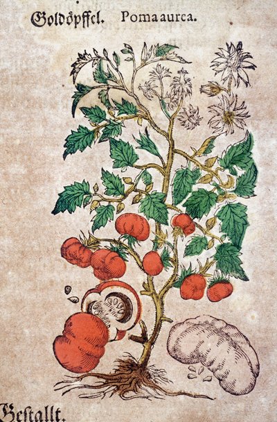 Herbarium: botanisk planoma aureache som representerer en tomatplante (Caulis floridus). Gravering i "Kreutterbuch des hochgelehrten und farfamousen Herr D. Petri Andreae Matthioli"" av Pietro Andrea Mattioli (Matthiole) av Pietro Andrea Mattioli