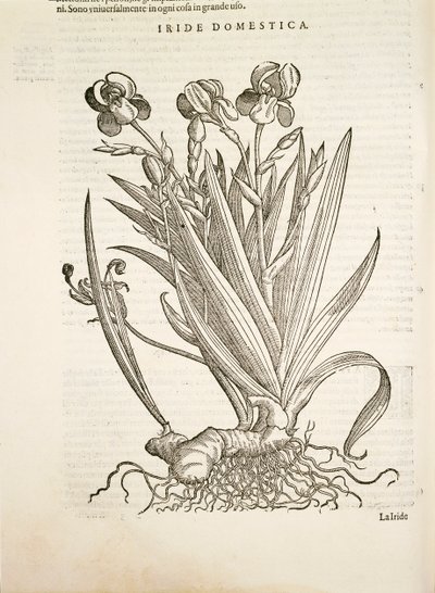 Iris (Domestic iris), gravering av Pier Andrea Mattioli av Pietro Andrea Mattioli