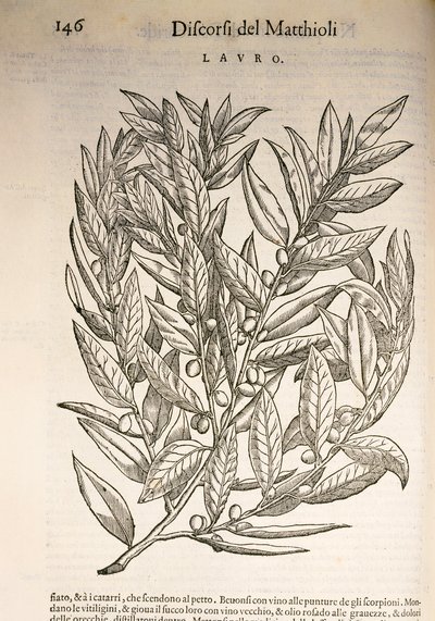 Laurel (Laurus), gravering av Pier Andrea Mattioli av Pietro Andrea Mattioli