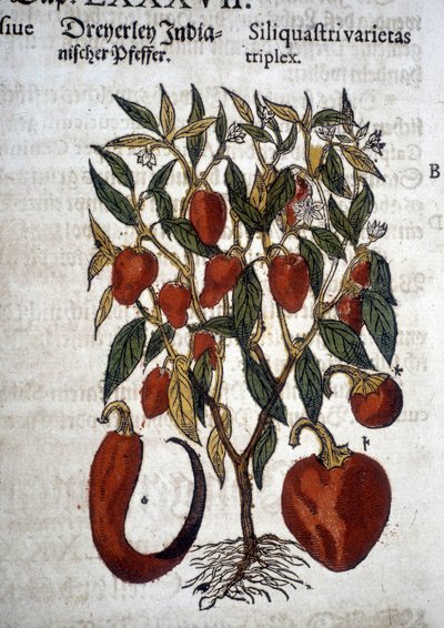 Tre varianter av paprika eller skjegg - I ""Herbier Mattioli" av Pietro Andrea Mattioli