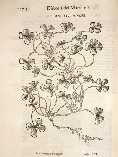 Sempervivum (Minor houseleek), gravering av Pier Andrea Mattioli av Pietro Andrea Mattioli