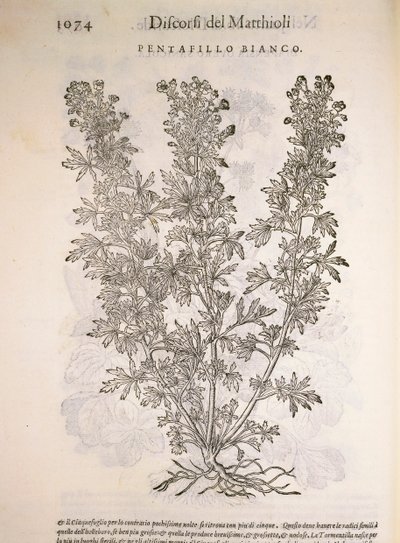 Silverweed (Potentilla alba), gravering av Pier Andrea Mattioli av Pietro Andrea Mattioli