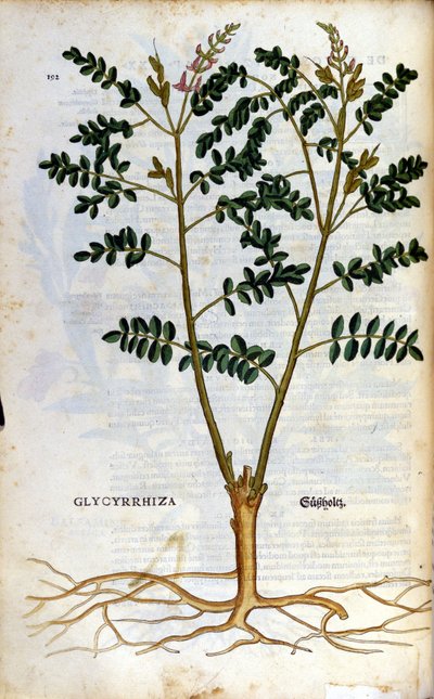 Lakrisen. Gravering - i "" Kreutterbuch dess høyt lærde og velkjente Mr. D. Petri Andreae Matthioli"" av Pietro Andrea Mattioli (Matthiole) (1500-1577). Frankfurt av Pietro Andrea Mattioli