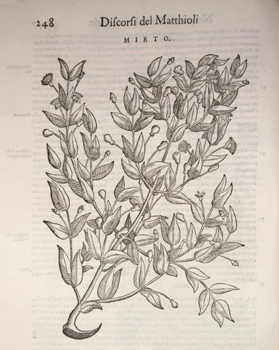 Ekte myrte (Myrtus communis), gravering av Pier Andrea Mattioli av Pietro Andrea Mattioli