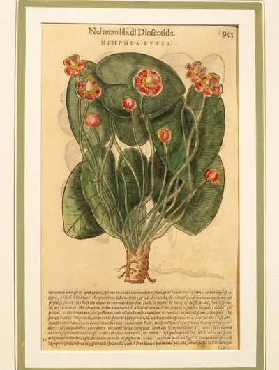 Gul vannlilje (Nymphaea lutea), farget gravering av Pietro Andrea Mattioli