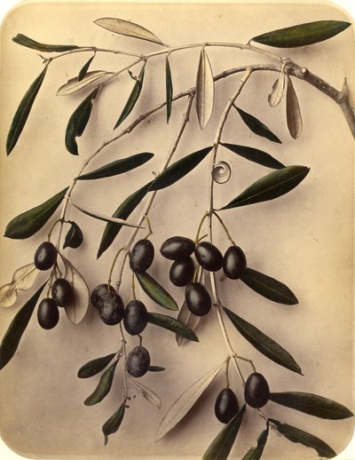Oliven, 1870-tallet (albumintrykk) av Pietro Guidi