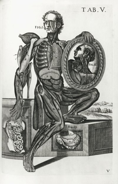 Plate V fra 