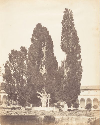 Gamle sypresser i det karteusiske klosteret, Roma, 1853-56. av Possibly by Jane Martha St. John.