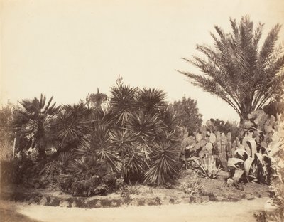 Pincian Garden, Roma, 1853-56. av Possibly by Jane Martha St. John.
