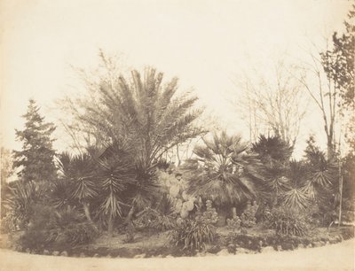 Pincian Garden, Roma, 1853-56. av Possibly by Jane Martha St. John.