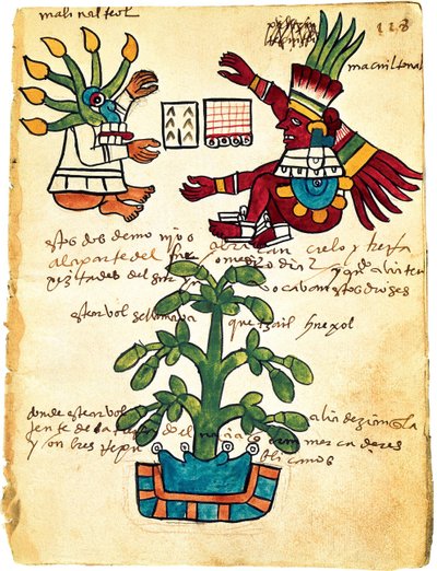 Kakaotre fra Codex Tudela, 1553 av Pre Columbian art