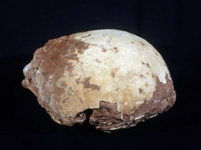 Egg tilskrevet Hypselosaurus Priscus: stor dinosaur (ca. 12 m) planteeter fra sent kritt (-65 millioner år) funnet i Provence. Naturhistorisk museum i Aix en Provence. av Prehistoric Prehistoric