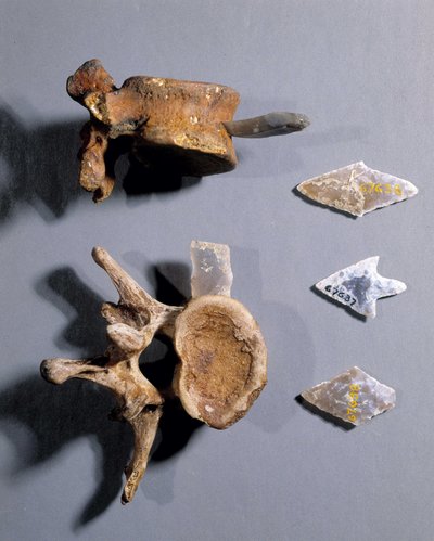 Flint med forhistorisk bein i, Museum of National Antiquities. av Prehistoric Prehistoric