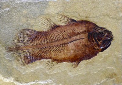 Fossilt fotavtrykk av karbon-coelacanth (objekt) av Prehistoric Prehistoric