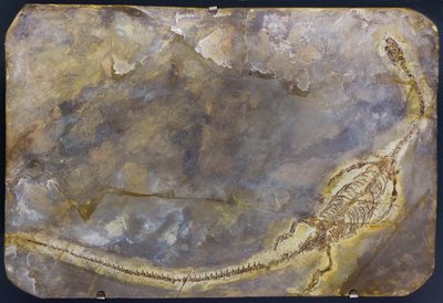 Hyphalosaurus lingyuanensis fossil (vare) av Prehistoric Prehistoric