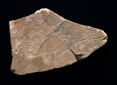 Petroglyph som representerer en hjort, Parpallo Cave, Spania. Øvre paleolittisk, Solutreen (gravering) av Prehistoric Prehistoric