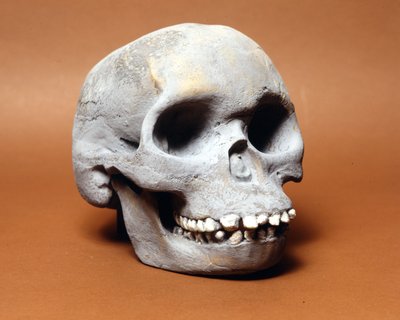 Piltdowns mann: skallen til en primitiv mann, et ledd i evolusjonskjeden mellom ape og menneske oppdaget av Woodward og Dawson. En av de mange kopiene av hodeskallen oppbevart på Natural History Museum i Milano. av Prehistoric Prehistoric