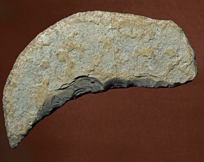 Prehistoire: chopper type verktøy for litisk fremstilling av Kjokkenmoddinger, danmark. Paleolittisk. Verone, Museo Civico di Storia Naturale, Italia av Prehistoric Prehistoric