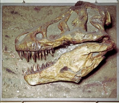 Forhistorie: Dinosaurskalle Tyrannosaurus rex (T Rex eller tyrannosaur). krittperioden. Museo civico di storia naturale, Milano av Prehistoric Prehistoric