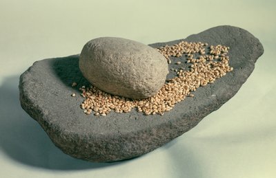 Forhistorie: Sovende hjul med korn (neolitisk tid). Frankrike. Saint Germain En Laye, Antikvitetsmuseet. av Prehistoric Prehistoric