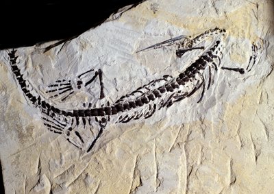 Forhistorie: Mesosaurus-fossil, paleozoikum, Permian periodo. Møt opp i Minas Gerais, Brasil. av Prehistoric Prehistoric