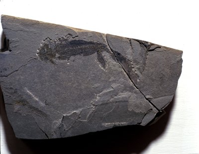 Forhistorie: Perm-tid, paleozoikum. Branchiosaurus (Brahiopode) fossil. Finn i Rotliegen i Tyskland av Prehistoric Prehistoric