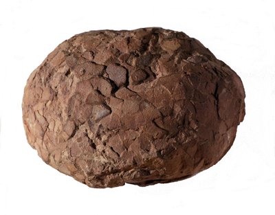 Forhistorie: dinosaur egg funnet i Provence. Mesozoikum, juraperioden. av Prehistoric Prehistoric