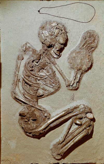 Forhistorie: kvinneskjelett fra øvre neolitikum. Chiozza-kulturen. 2900-2700 f.Kr. Reggio Emilia, samfunnsmuseer, Chierici-museet, Italia av Prehistoric Prehistoric