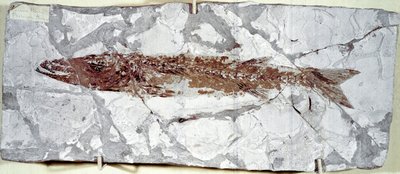 Forhistorie: fiskefossil Sphyraena Bolcensis fra stedet Bolca-fjellet (Italia). Eocen periode. Civic Museum of Natural History, Milano av Prehistoric Prehistoric