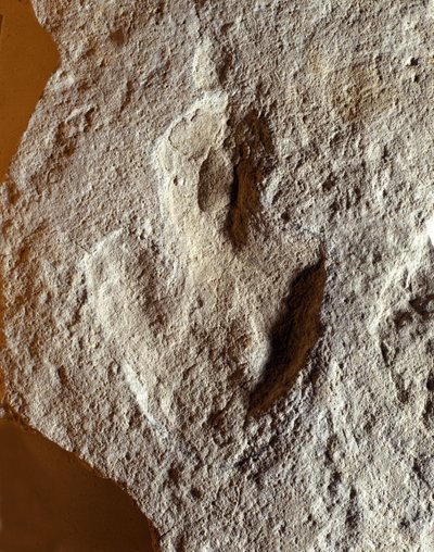 Forhistorie: fossilt fingeravtrykk av dinosaur. Mesozoikum, juraperioden. funnet i tidligere Jugoslavia av Prehistoric Prehistoric