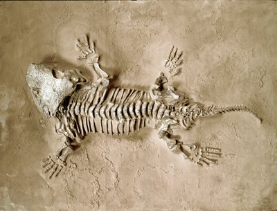 Forhistorie: fossiler av Seymouria Biolorensis amfibiekrypdyr fra Texas i USA. Perm periode. Civic Museum of Natural History, Milano av Prehistoric Prehistoric