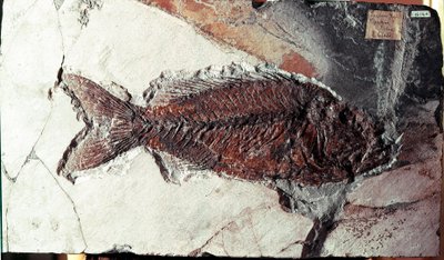 Forhistorie: fossil av Sparnodus Elongatus-fisk fra stedet for Bolca-fjellet (Italia). Eocen periode. Museo civico di storia naturale, Milano av Prehistoric Prehistoric