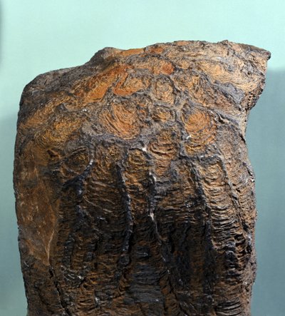 Forhistorie: fossil av Stromatolitt (eller stromatolitt), marin bergart, arkeozoikum. funnet i Mauritania. av Prehistoric Prehistoric