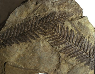 Forhistorie: fossil av neuropteris fra bregnefamilien. Era av paleozoikum, perioden med Carbonifere. funn i Villach, Østerrike av Prehistoric Prehistoric