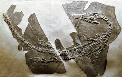 Forhistorie: fossil av vannkrypdyret Askeptosaurus italicus fra Besano (Italia). Periode av mellomtrias. Museo civico di storia naturale, Milano av Prehistoric Prehistoric