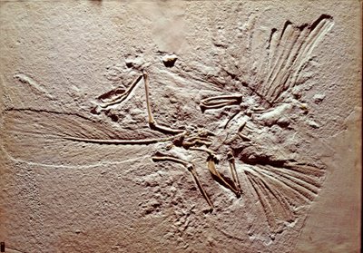 Forhistorie: fossil av fuglen Archeopteryx (archeopteryx) Lithographica fra stedet Solnhofen (Tyskland). Overlegen jura. Museo civico di storia naturale, Milano av Prehistoric Prehistoric