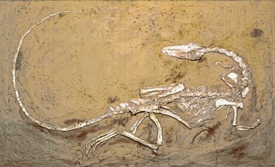 Forhistorie: fossil av dinosauren Coelophysis. Periode av øvre trias. Museo civico di storia naturale, Milano av Prehistoric Prehistoric