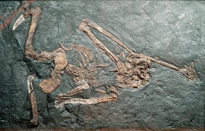 Forhistorie: fossil av den store Primate Oreopitheque (Oreopithecus bambolii) fra Mount Bamboli (Grosseto). miocen tid. Civic Museum of Natural History, Milano av Prehistoric Prehistoric