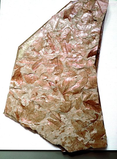 Forhistorie: fossiliserte blader fra Piemont (Italia). Periode av den underordnede kvartær. Museo civico di storia naturale, Milano av Prehistoric Prehistoric