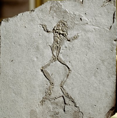 Forhistorie: froskefossil fra Pueyoi da Tervel-området i Spania. miocen tid. Civic Museum of Natural History, Milano av Prehistoric Prehistoric
