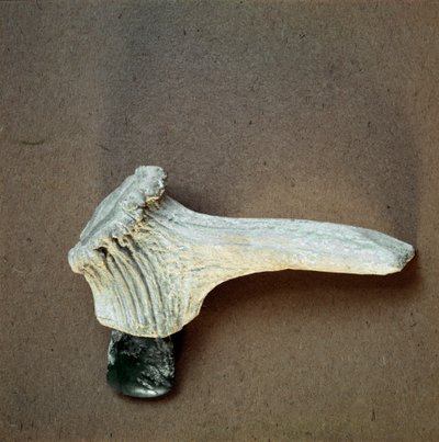 Forhistorie: grønn steinøks med hjortehornskaft fra hulen Pollera (Finale Ligure), Liguria. Mellomneolitikum, steinalder. Gener, museo di archeologia ligure av Prehistoric Prehistoric