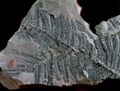 Forhistorie: periode med høyere karbon. Fossil av Acitheca Poymorphe fra bregnefamilien. Finn i Gottelborn i Tyskland av Prehistoric Prehistoric
