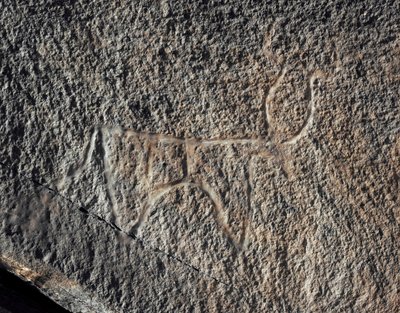 Forhistorie, bergkunst: en seriøs stein av representasjonen av et storfe. Tazina-stil. Steinalder 5000-2000 f.Kr. Taghit, Haut plateau du Hoggar (Ahaggar), Algerie av Prehistoric Prehistoric